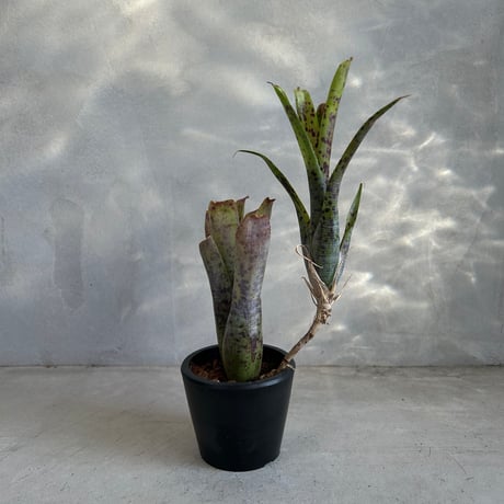 ネオレゲリアパウシフローラ | STORES