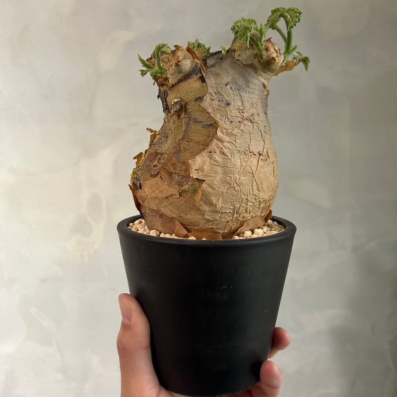 キフォステンマ マクロプス | ソレトナ植物店