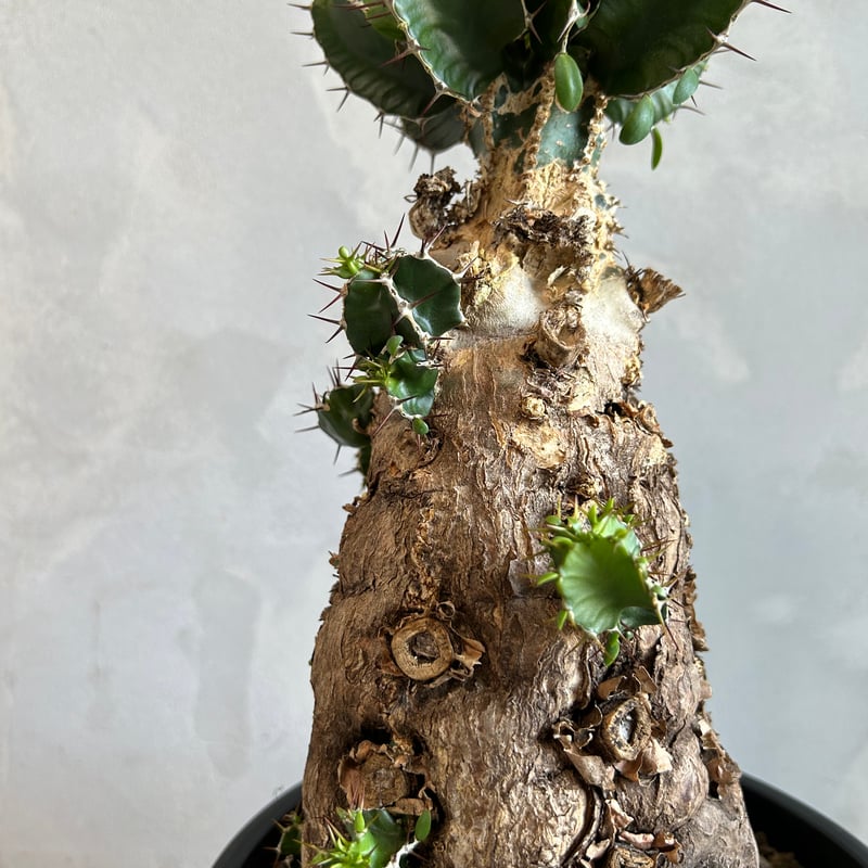 ユーフォルビア ムランジーナ (発根済み) | ソレトナ植物店