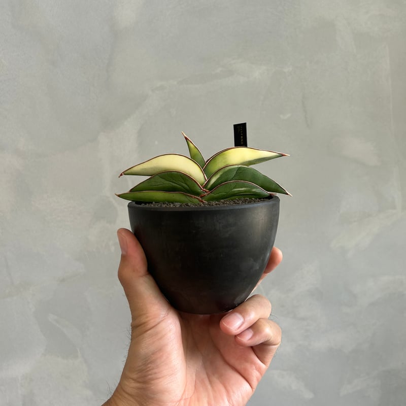 サンセベリア ロブスター 斑入り | ソレトナ植物店
