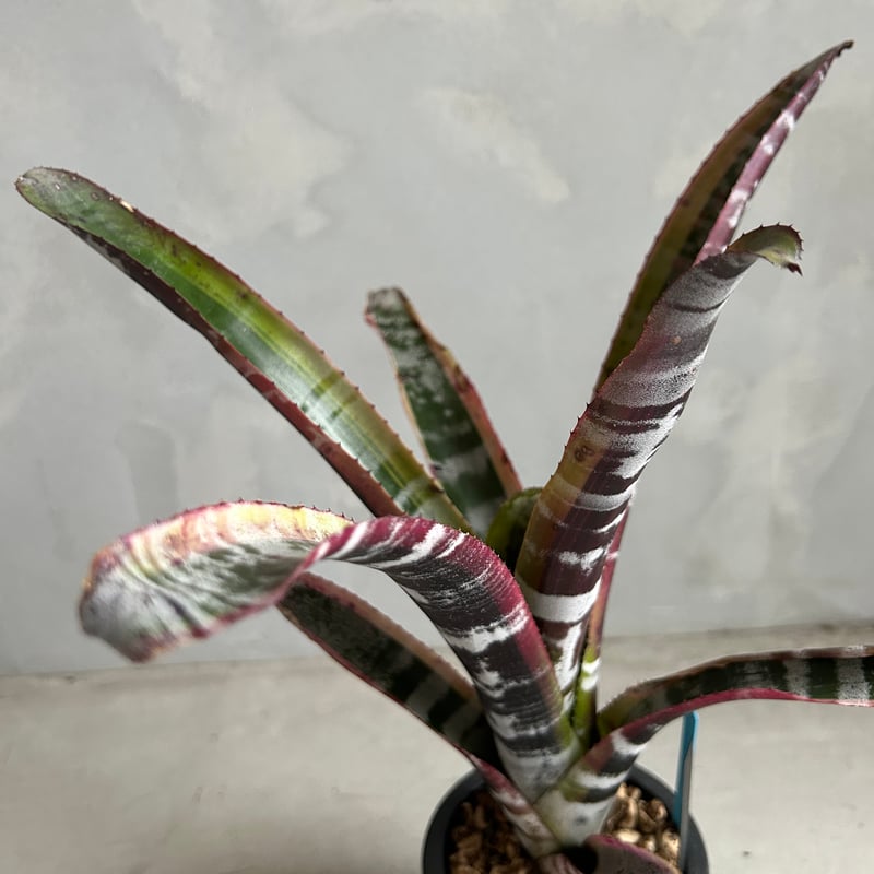 エクメア オットー | ソレトナ植物店