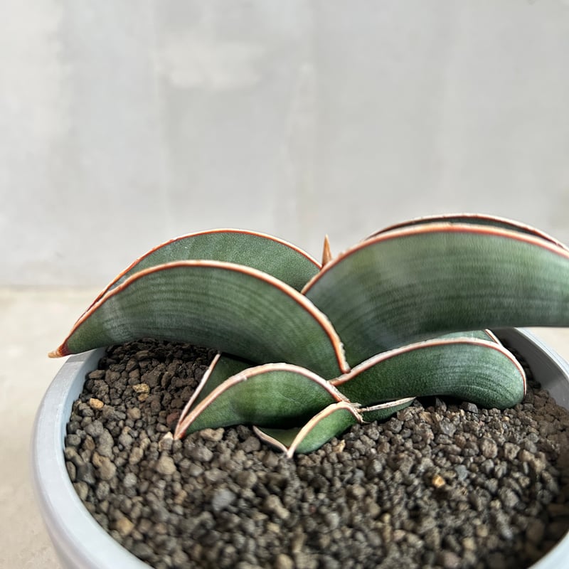 サンセベリア ロリダ | ソレトナ植物店