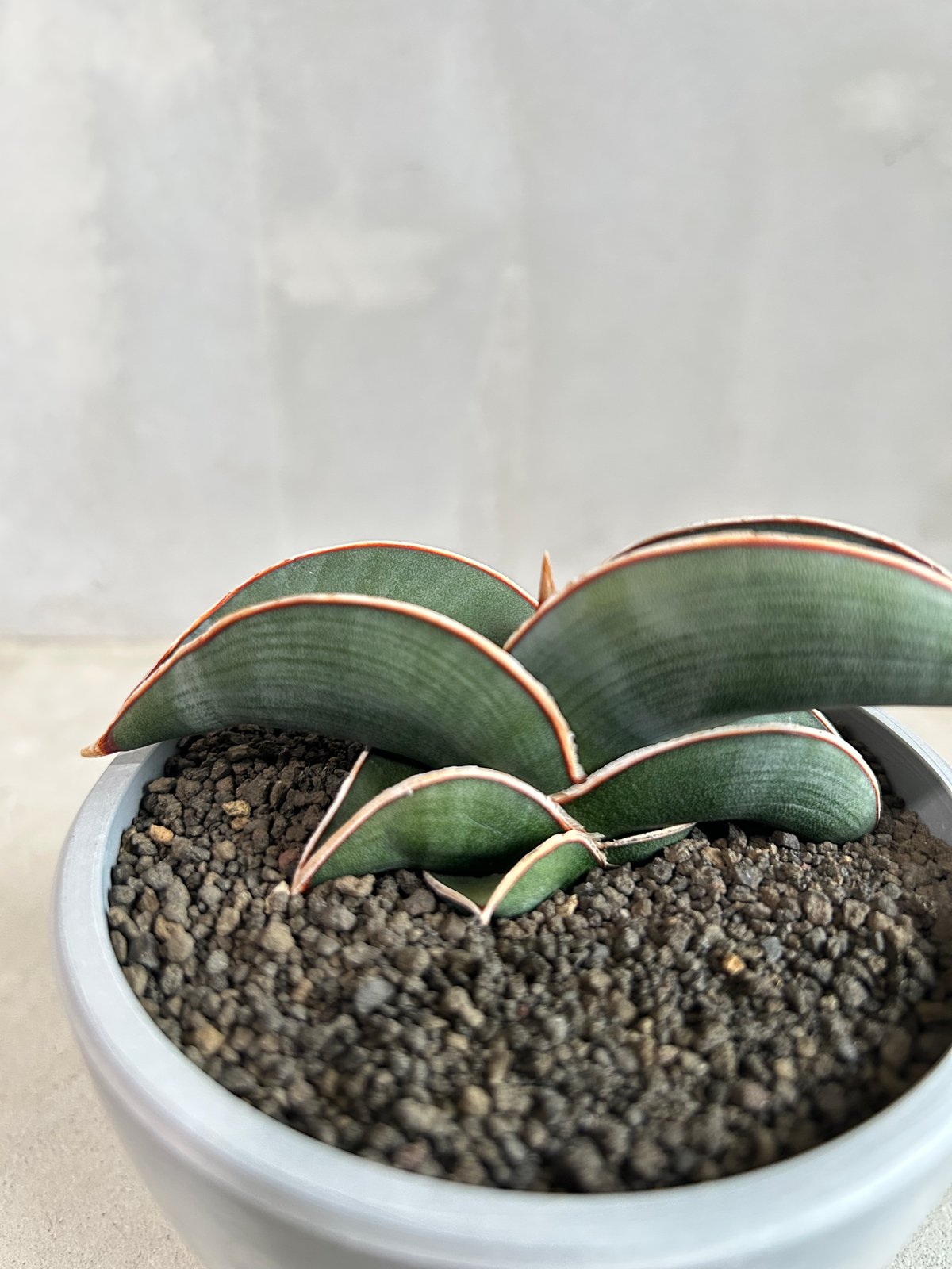 サンセベリア ロリダ | ソレトナ植物店