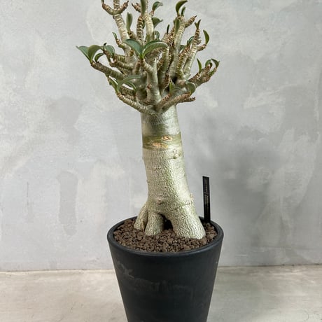 バオバブ | STORES