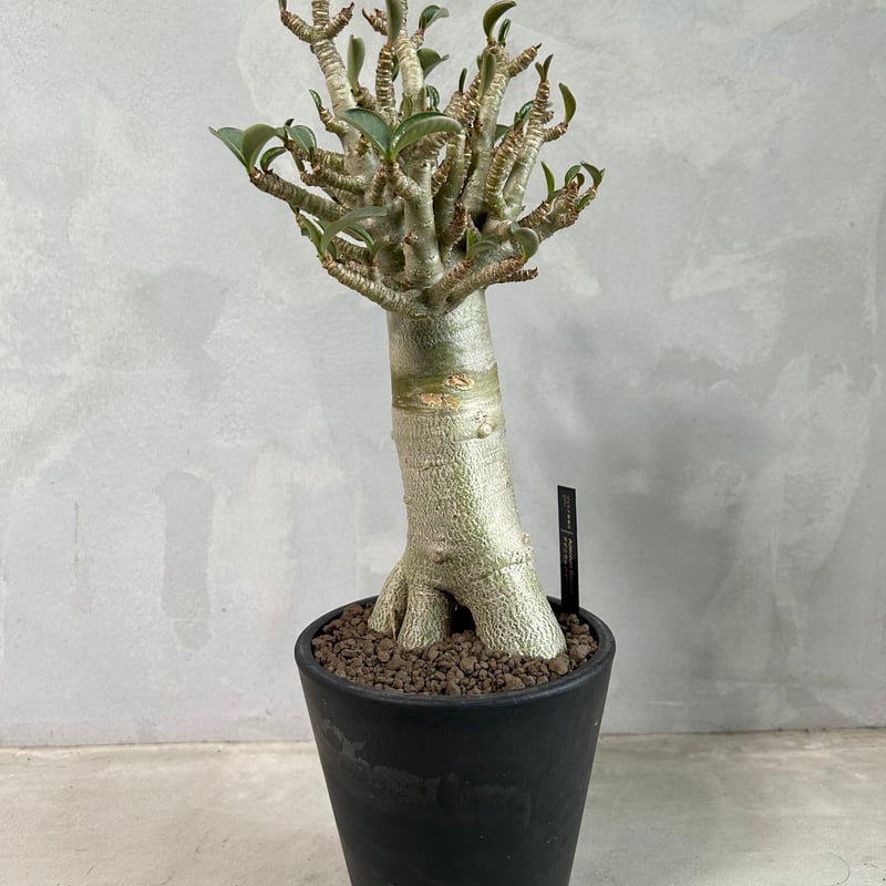 アデニウム バオバブ スタイル | ソレトナ植物店
