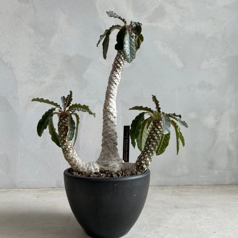 ドルステニア フォエチダ | ソレトナ植物店