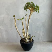 パキポディウム ウィンゾリー(タイ実生苗) | ソレトナ植物店