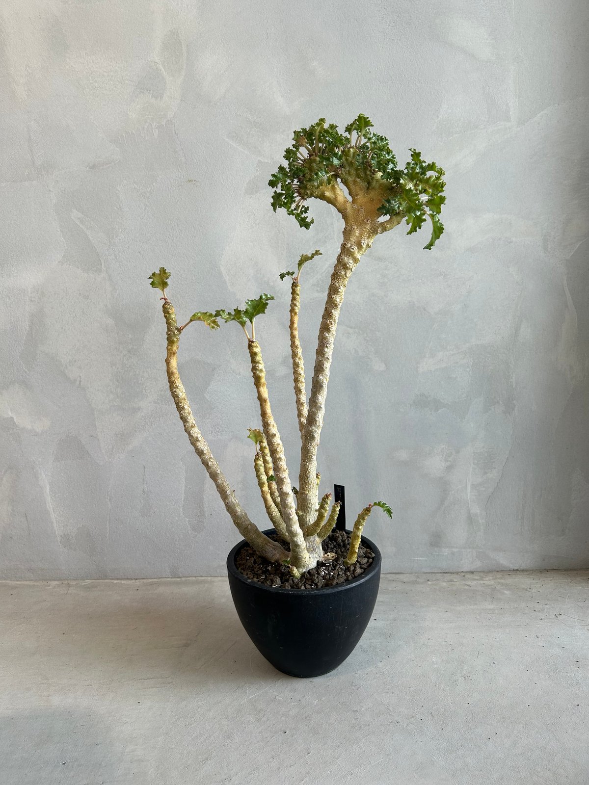 ドルステニア ジプソフィラxラブラニー綴化（交配種） | ソレトナ植物店