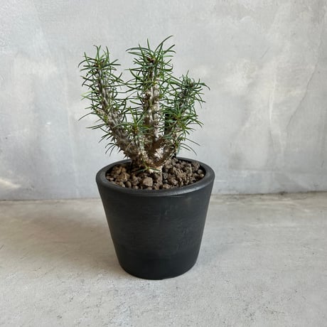 CATEGORY 塊根植物 | ソレトナ植物店
