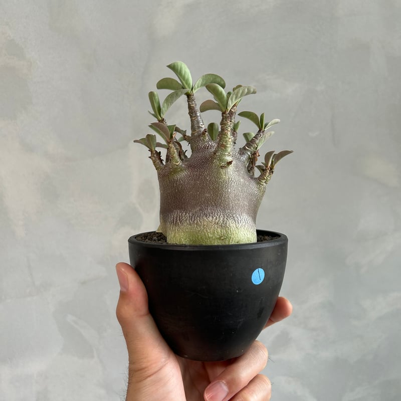 アデニウム アラビカム スーパードワーフ ブラック | ソレトナ植物店