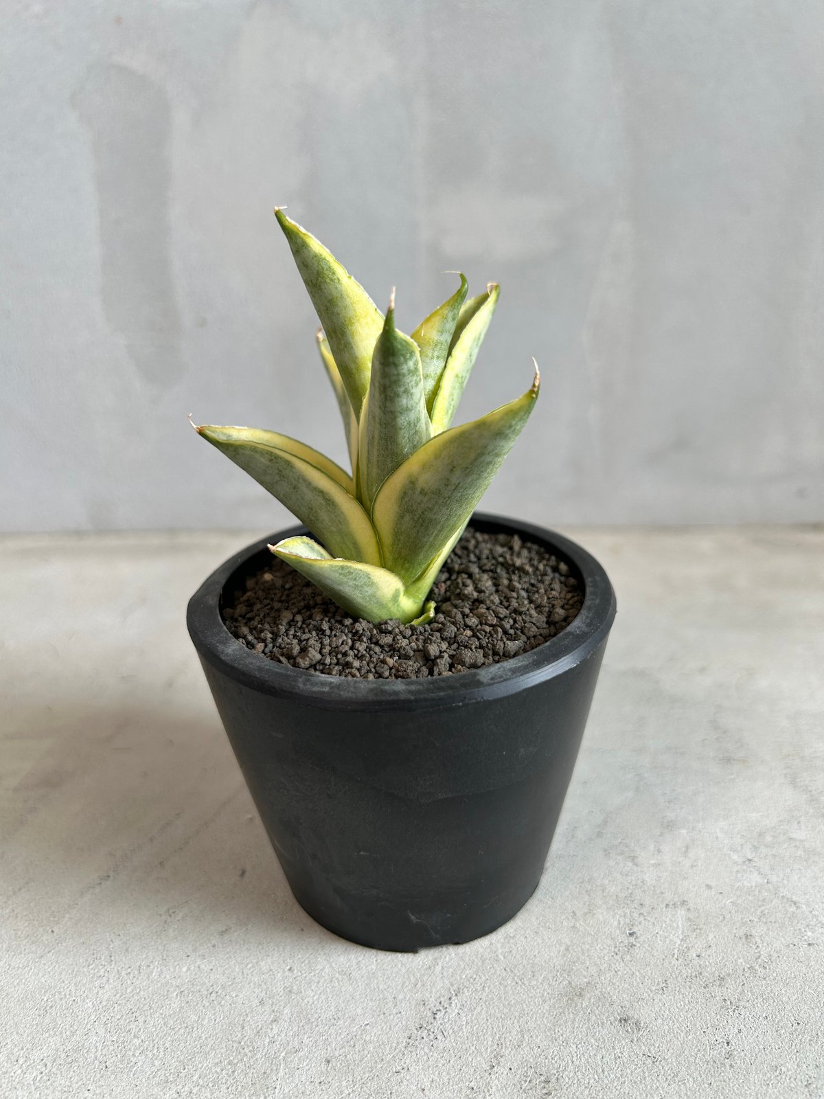 大株 サンスベリア バガモエンシス 斑入り サンセベリア sansevieria 01 フラワー・ガーデニング 大株 サンスベリア バガモエンシス 斑入り