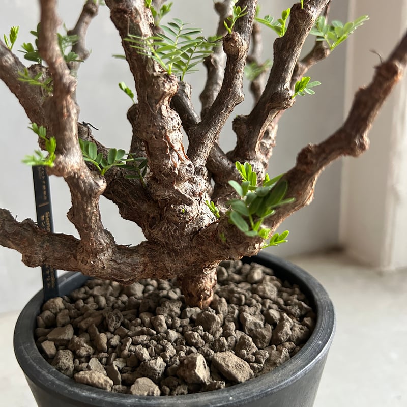 センナ メリディオナリス(実生) | ソレトナ植物店