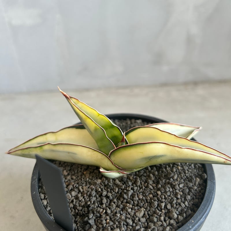 【美斑】　ロブスター　バリエガータ　サンスベリア　抜き苗 美斑】 ロブスター バリエガータ サンスベリア 抜き苗