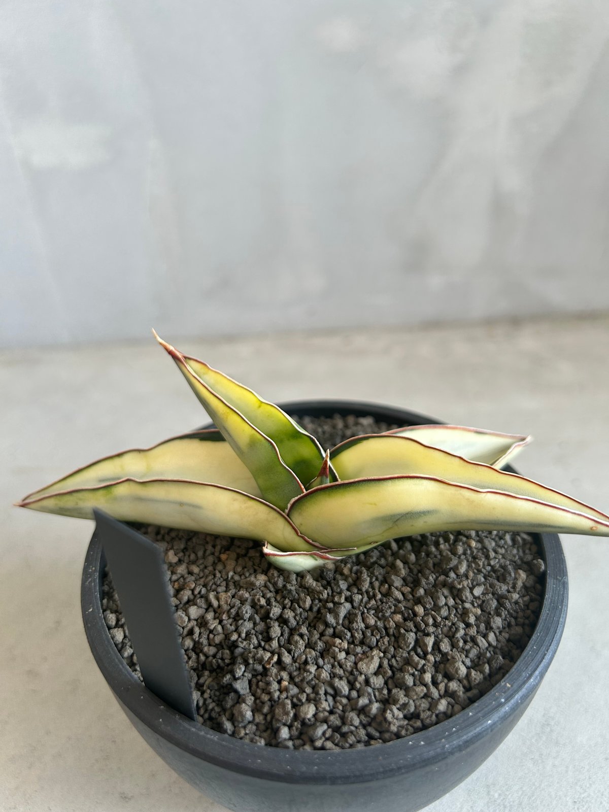 サンセベリア ロブスター 斑入り | ソレトナ植物店