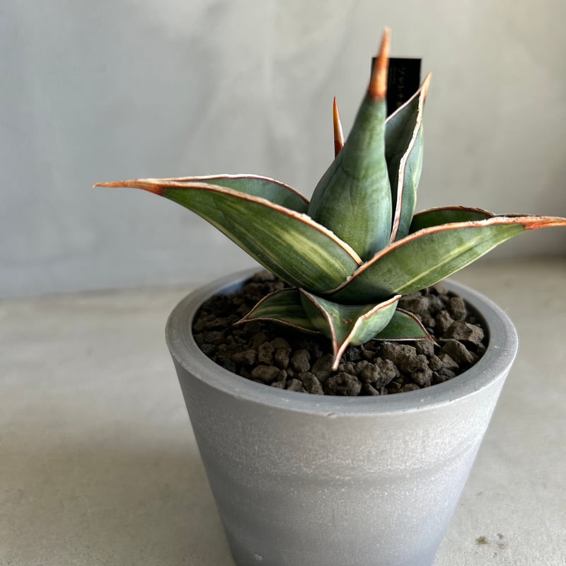 サンセベリア ピングイキュラ 斑入り | ソレトナ植物店