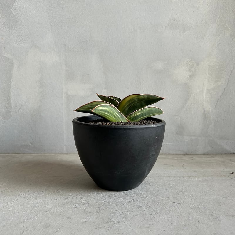 サンセベリア サムライ ドワーフ 斑入り | ソレトナ植物店