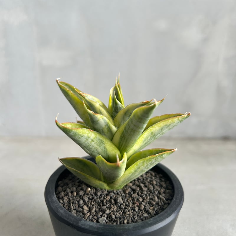 EMP サンセベリア パゴダ 斑入り / 選抜 SA358 サンセベリア パゴダ 斑入り | ソレトナ植物店