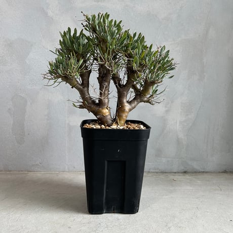 オトンナユーフォルビオイデス | STORES