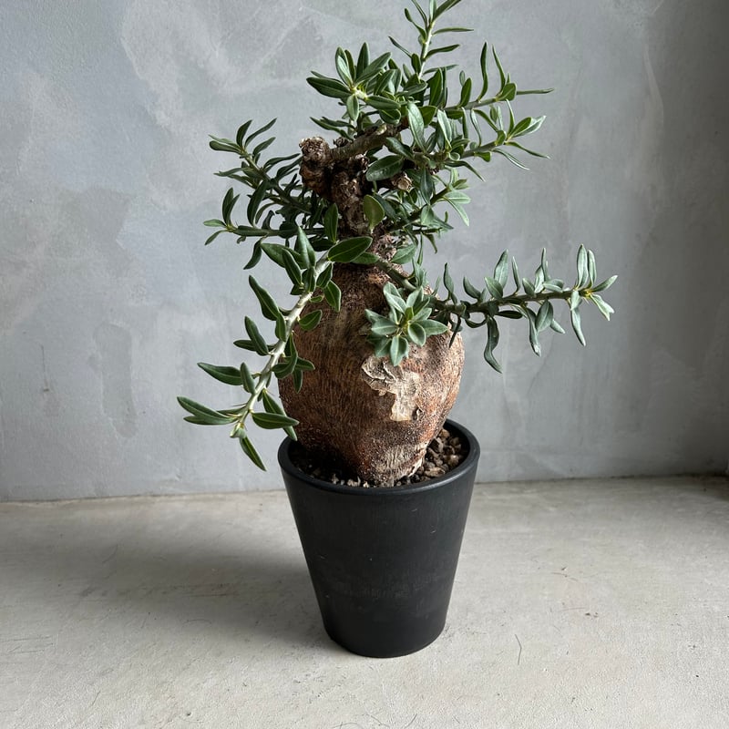 パキポディウム ビスピノーサム | ソレトナ植物店