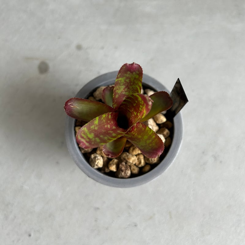 ネオレゲリア サクラ | ソレトナ植物店