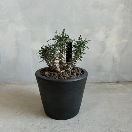 ユーフォルビア | STORES