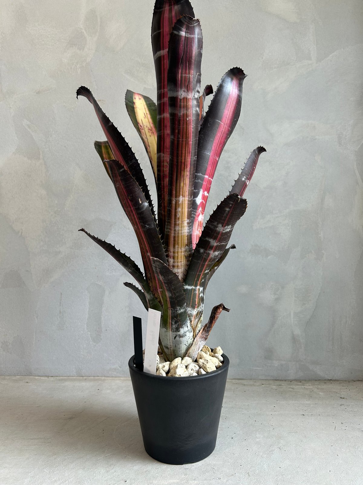 エクメア ロベルト メネスカル | ソレトナ植物店