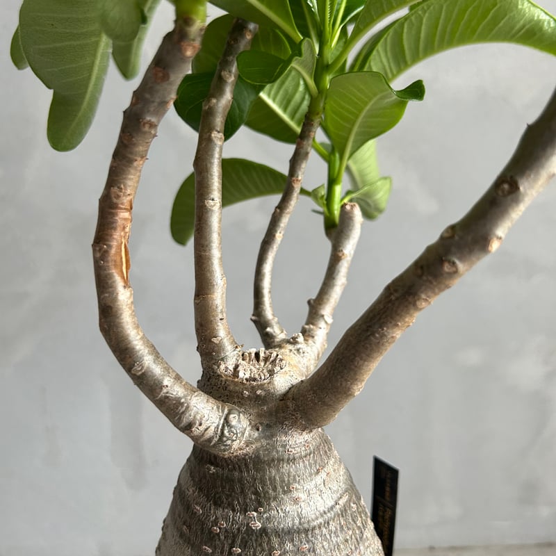 パキポディウム デカリー　白花　Pachypodium decaryi fit=scale-down,w=1200