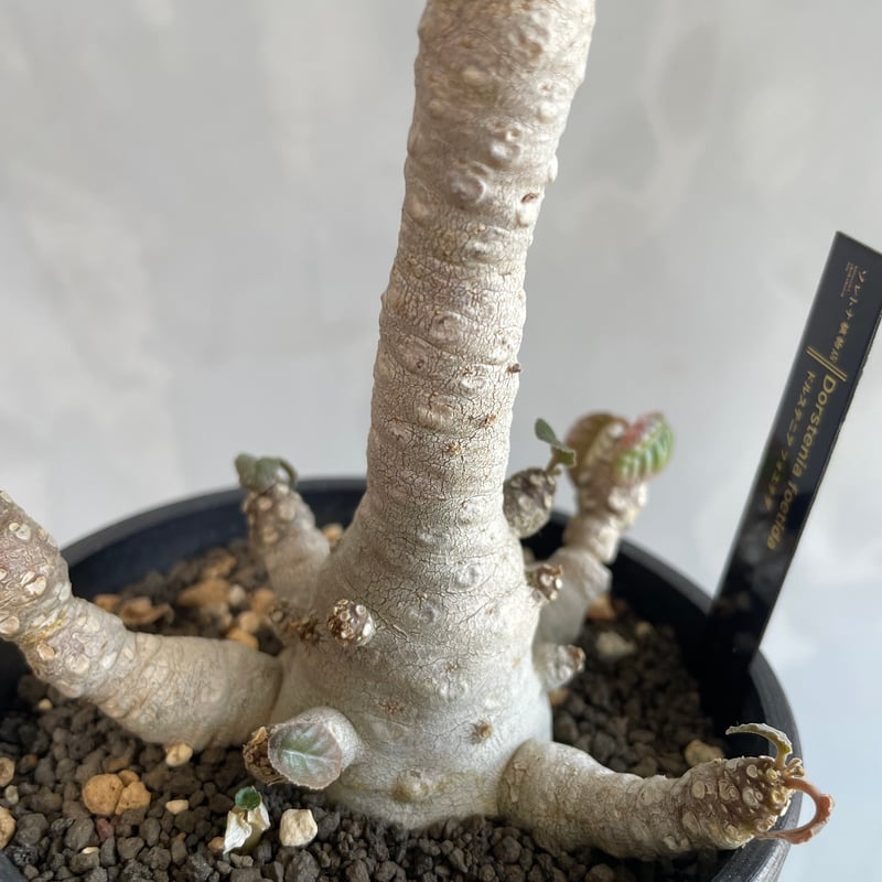 ドルステニア フォエチダ（多頭タイプ） | ソレトナ植物店