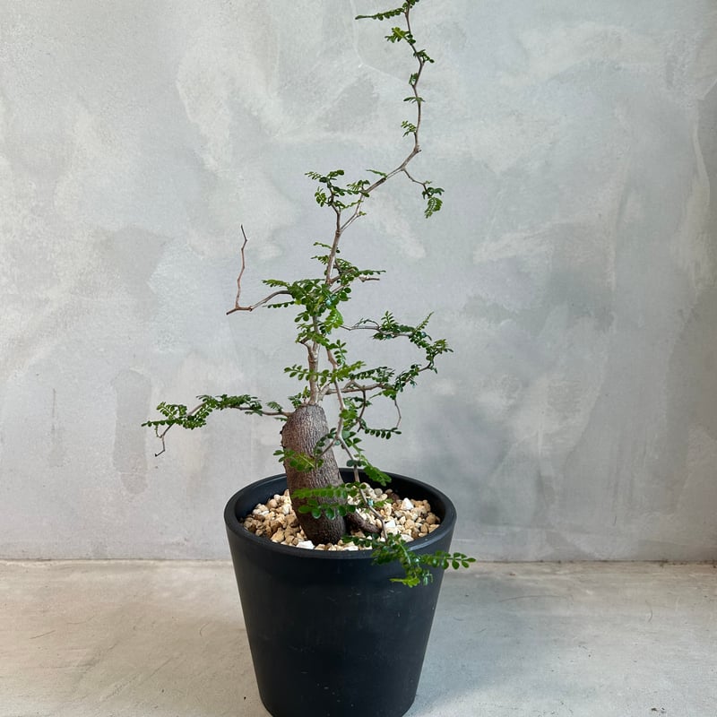 オペルクリカリア パキプス(根挿し) | ソレトナ植物店