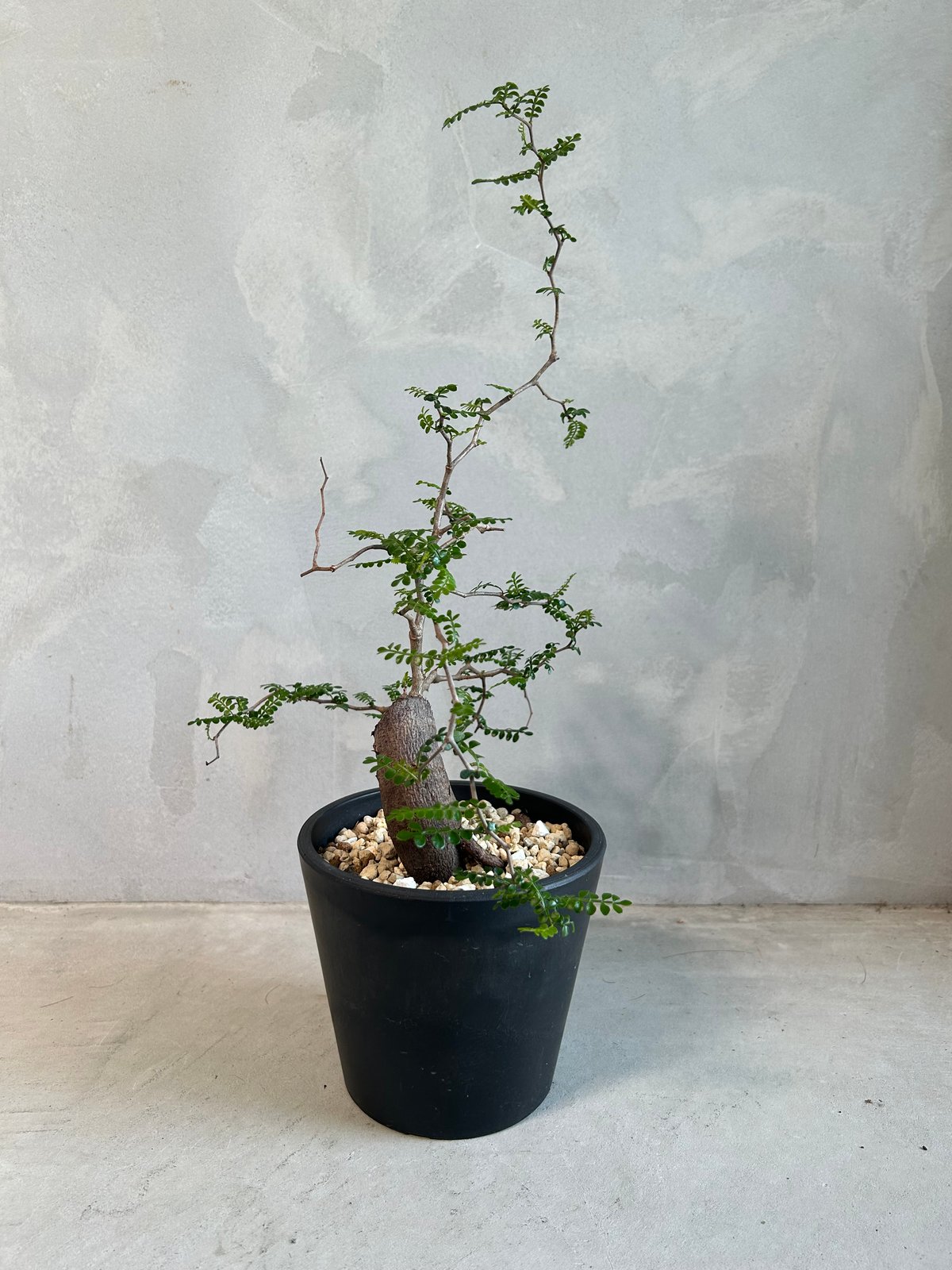 オペルクリカリア パキプス(根挿し) | ソレトナ植物店