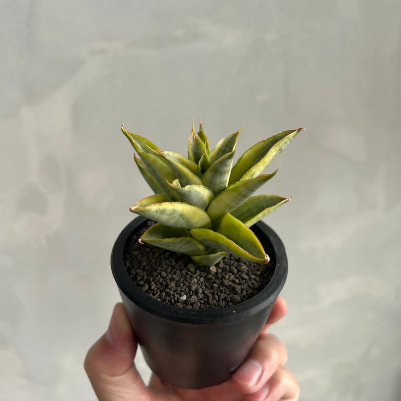 EMP サンセベリア パゴダ 斑入り / 選抜 SA358 サンセベリア パゴダ 斑入り | ソレトナ植物店