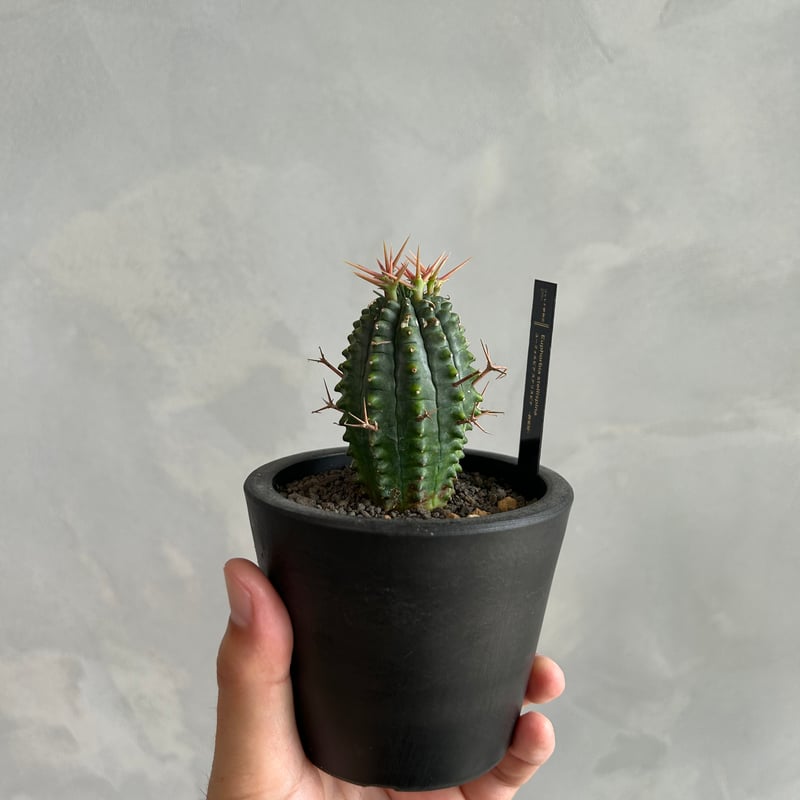 ユーフォルビア ステリスピナ(群星冠) | ソレトナ植物店