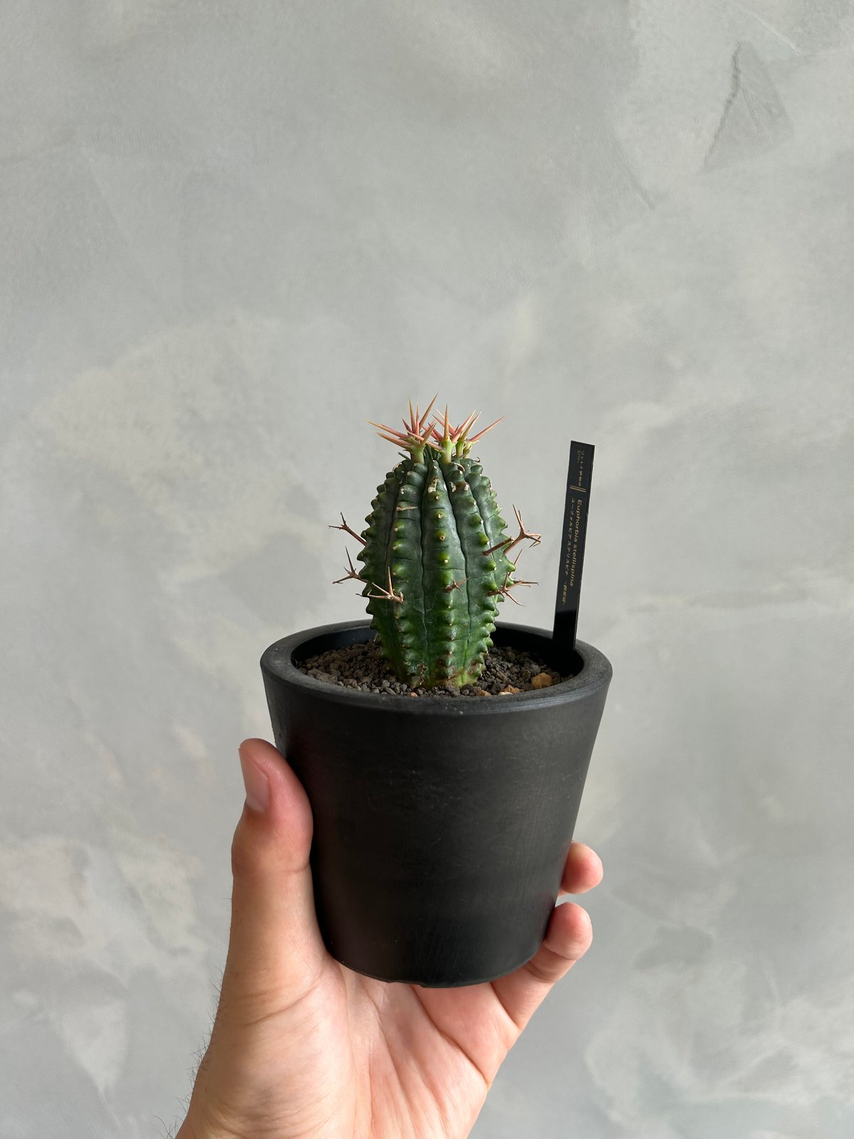 ユーフォルビア ステリスピナ(群星冠) | ソレトナ植物店