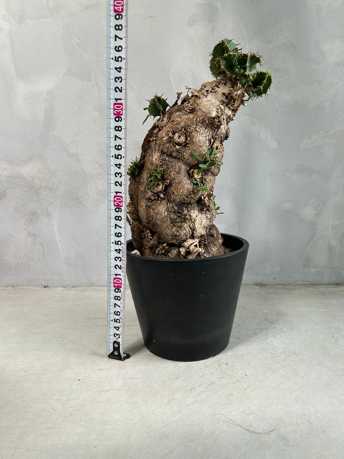 ユーフォルビア ムランジーナ (発根済み) | ソレトナ植物店