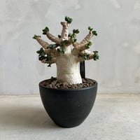 パキポディウム ウィンゾリー(タイ実生苗) | ソレトナ植物店