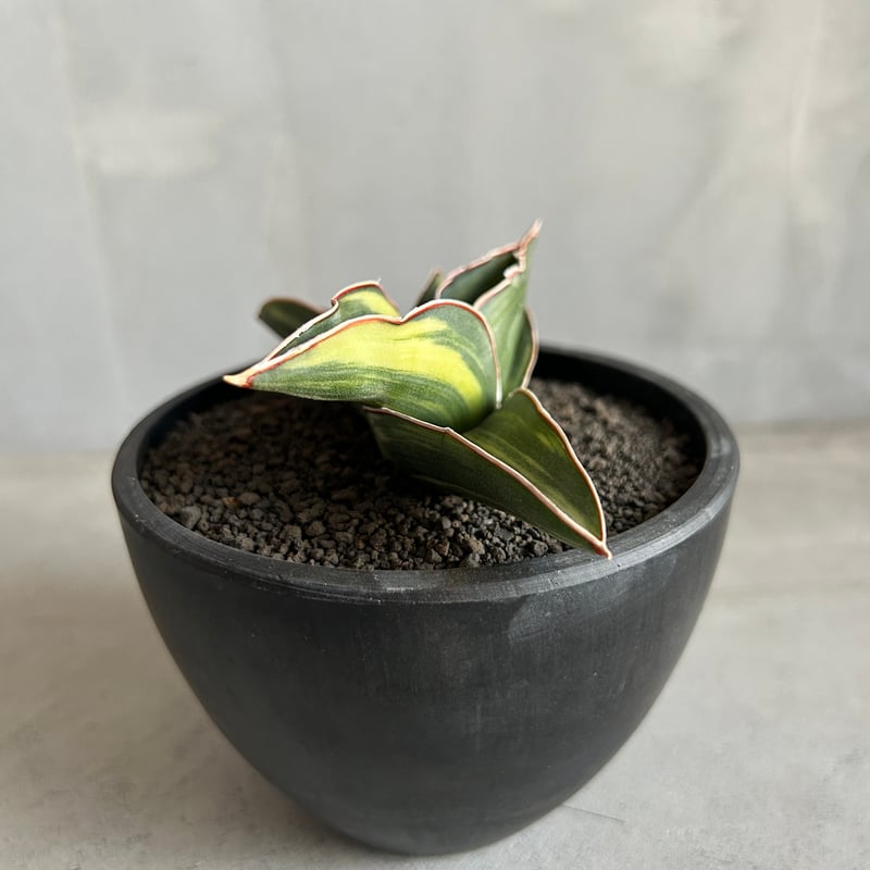 サンセベリア サムライ ドワーフ 斑入り | ソレトナ植物店