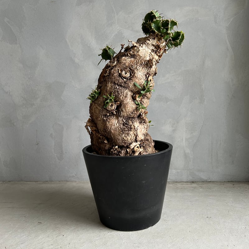 ユーフォルビア ムランジーナ (発根済み) | ソレトナ植物店