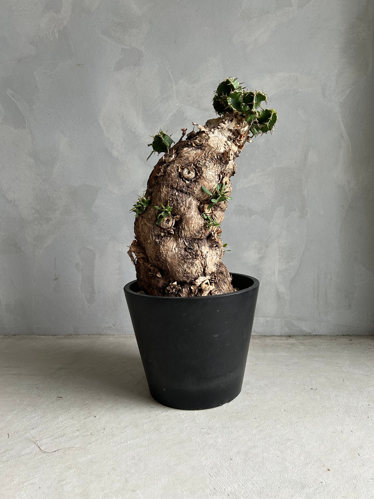 ユーフォルビア ムランジーナ (発根済み) | ソレトナ植物店