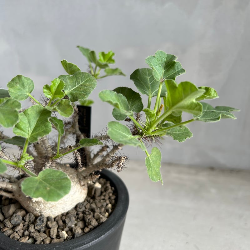 【管理良好】ヤトロファ　マルギナータ（塊根植物）ODDROOTS管理株 管理良好・発根済】ヤトロファ マルギナータ（塊根植物