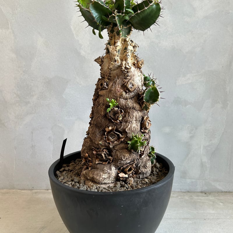 ユーフォルビア ムランジーナ (発根済み) | ソレトナ植物店