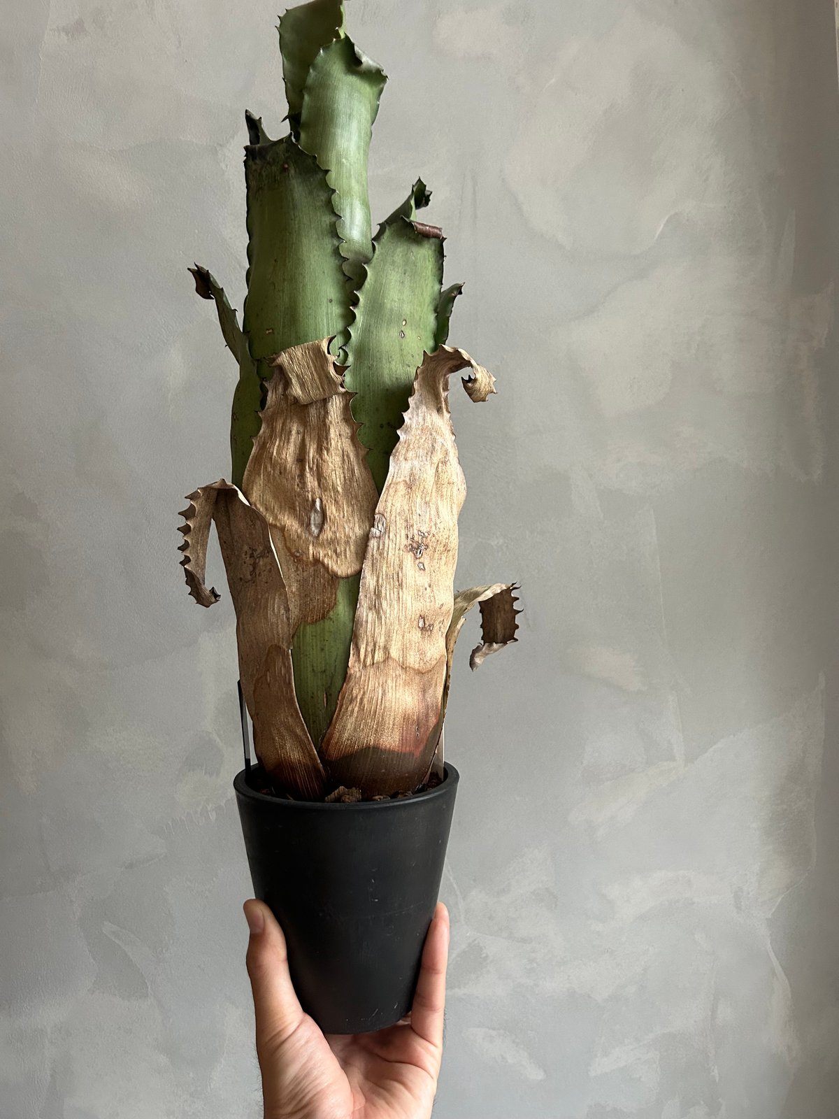 ホヘンベルギア サンドラズマウンテン | ソレトナ植物店