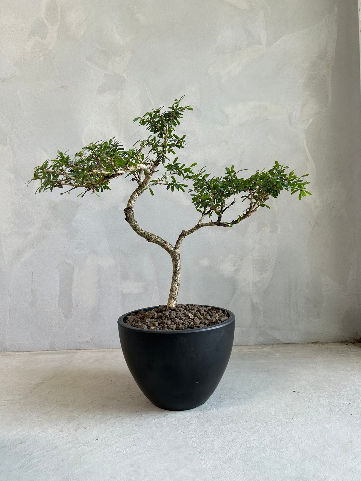 プレムナ “盆栽” | ソレトナ植物店