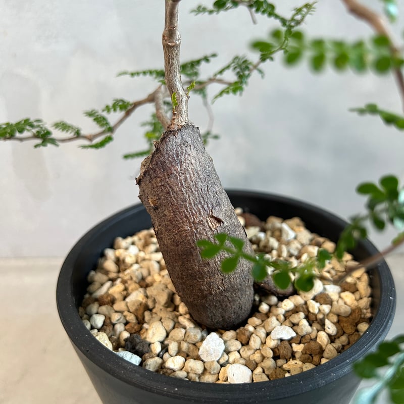 オペルクリカリア パキプス(根挿し) | ソレトナ植物店