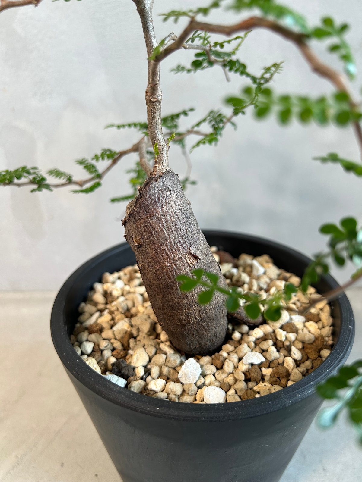 オペルクリカリア パキプス(根挿し) | ソレトナ植物店