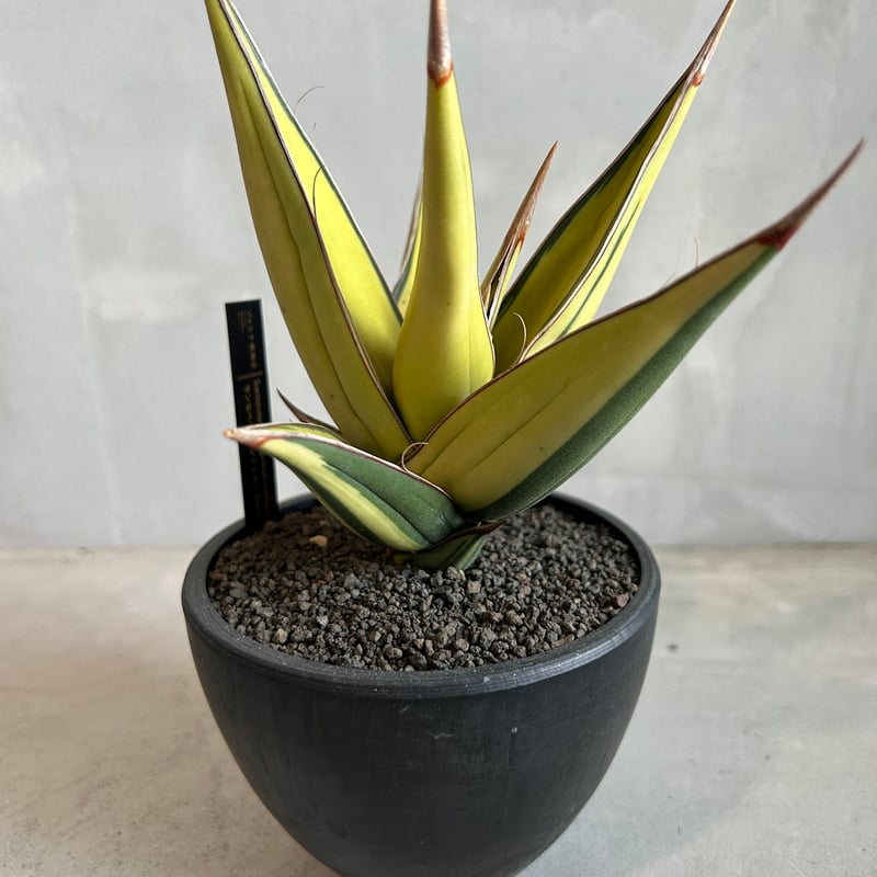 サンセベリア ピングイキュラ 斑入り | ソレトナ植物店