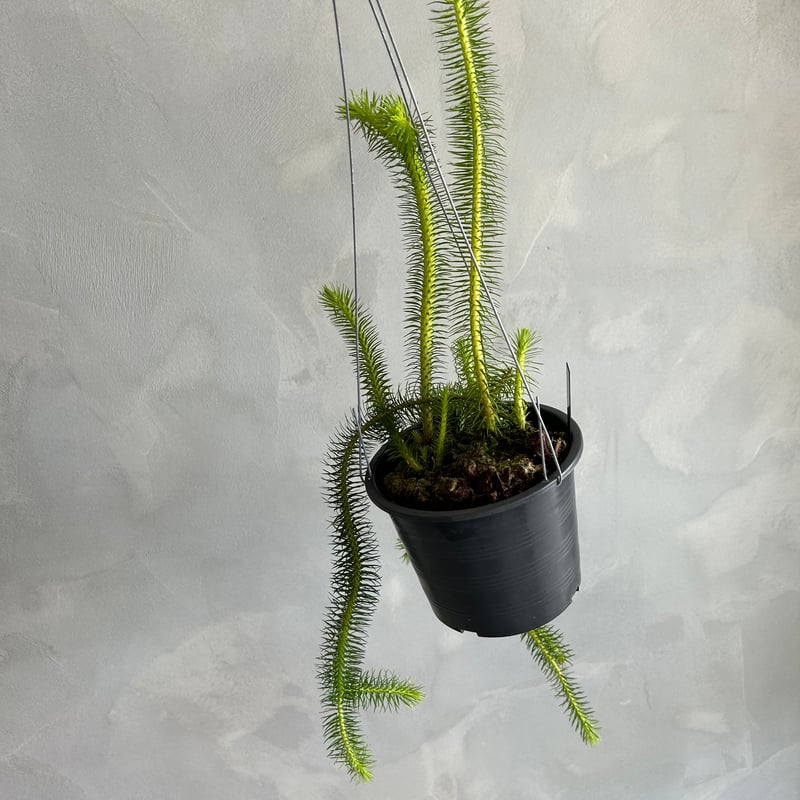 フペルジア スクアローサ | ソレトナ植物店