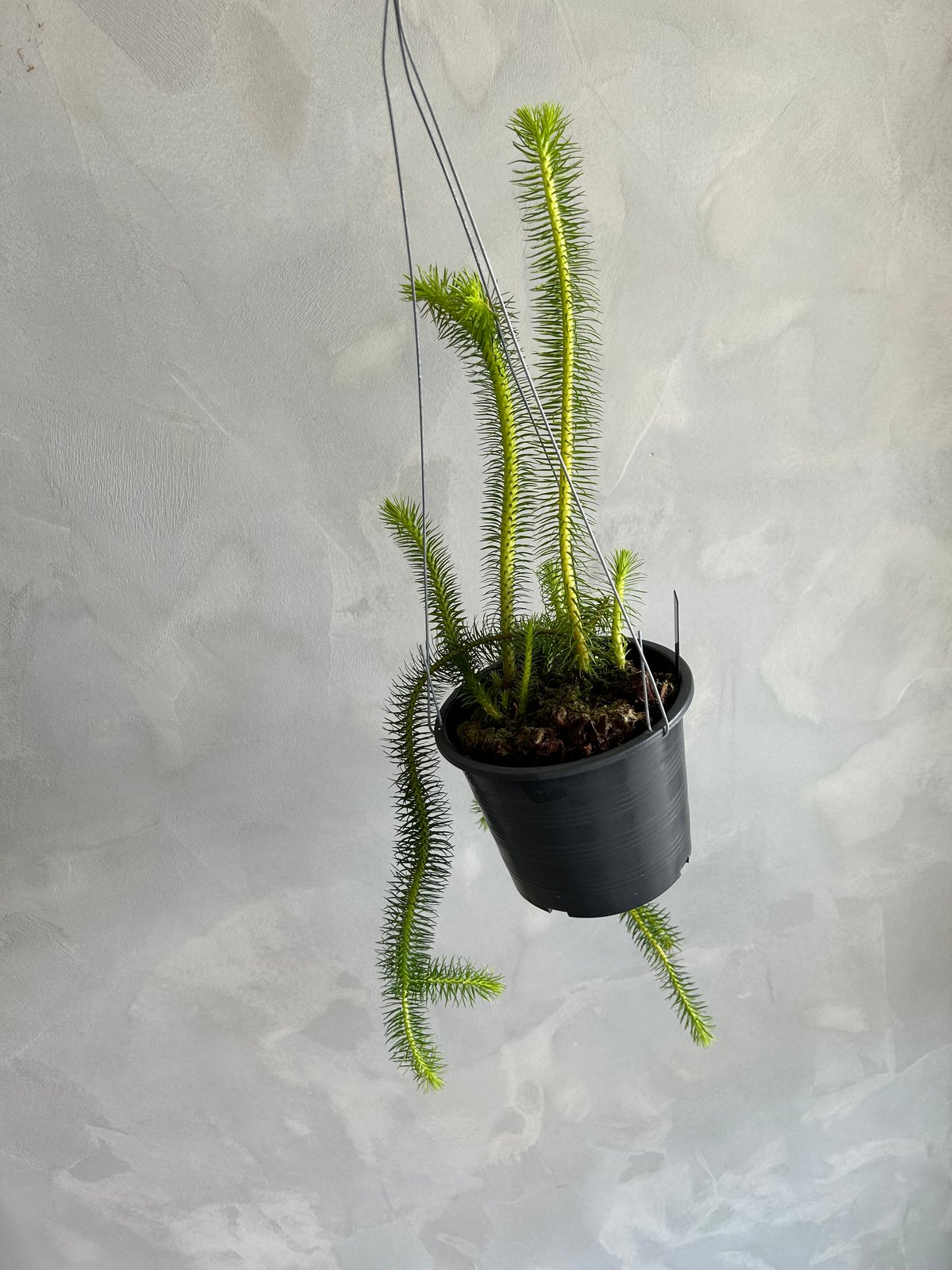 フペルジア スクアローサ | ソレトナ植物店