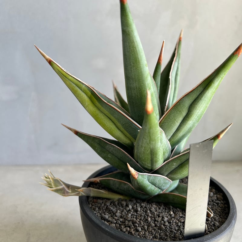 サンセベリア ピングイキュラ 斑入り | ソレトナ植物店