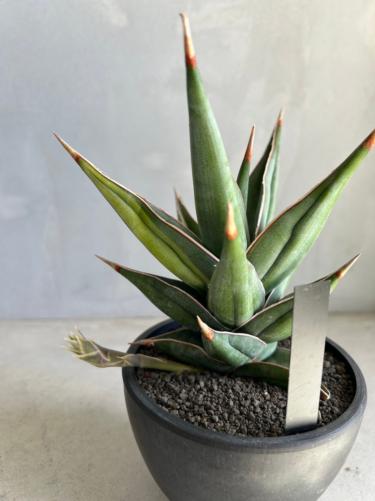 サンセベリア ピングイキュラ 斑入り | ソレトナ植物店