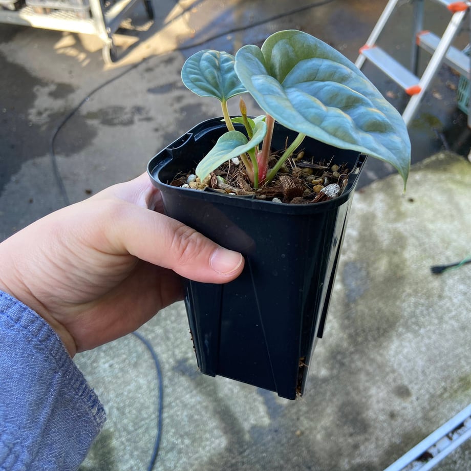 アンスリューム ルクスリアンス 3.5号ポット Anthurium luxuriant | U